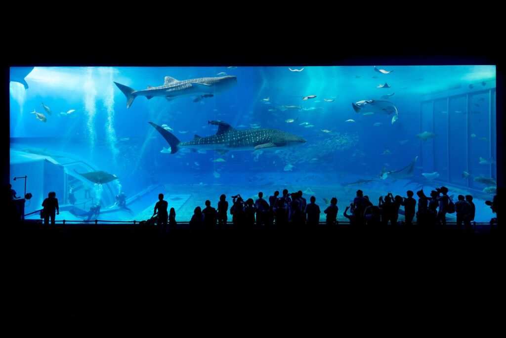 The Kuroshio Sea tank at Okinawa Churaumi Aquarium