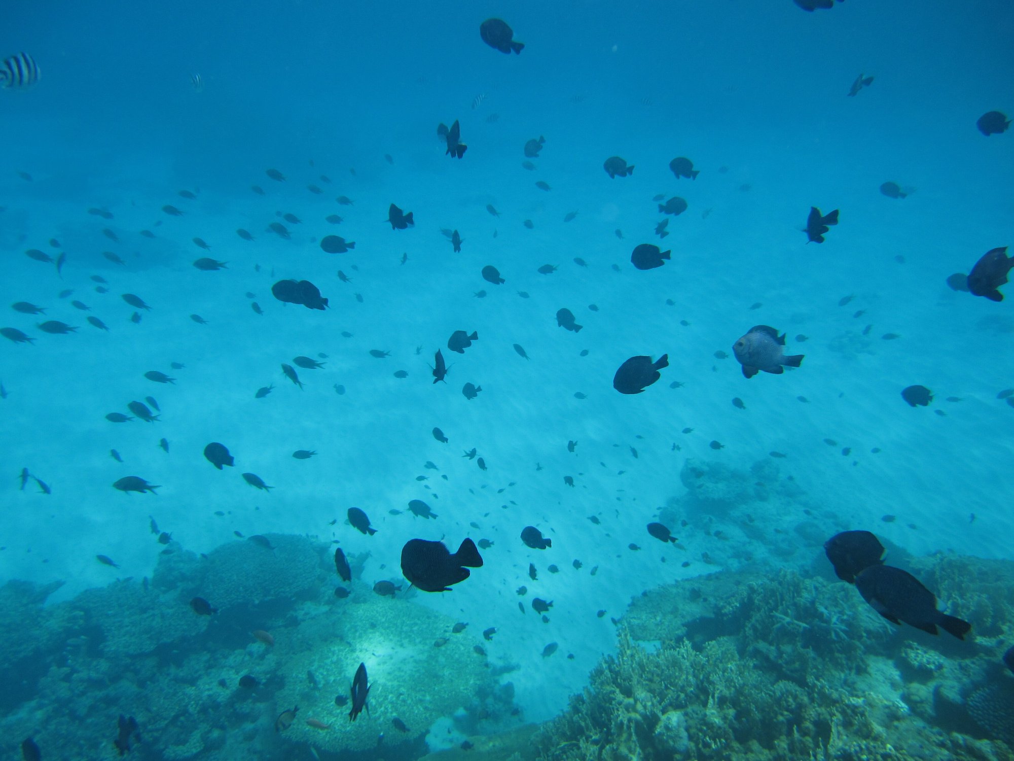 Coral reef life near Aka Island in the Kerama Islands