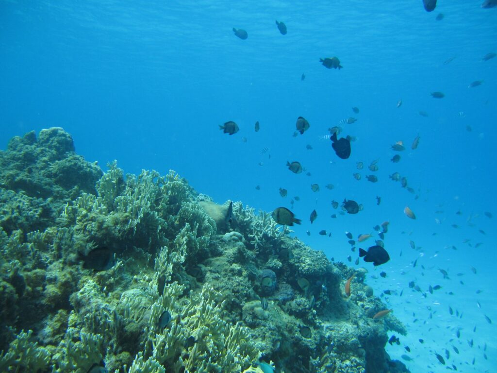 Coral reef life near Aka Island in the Keramas