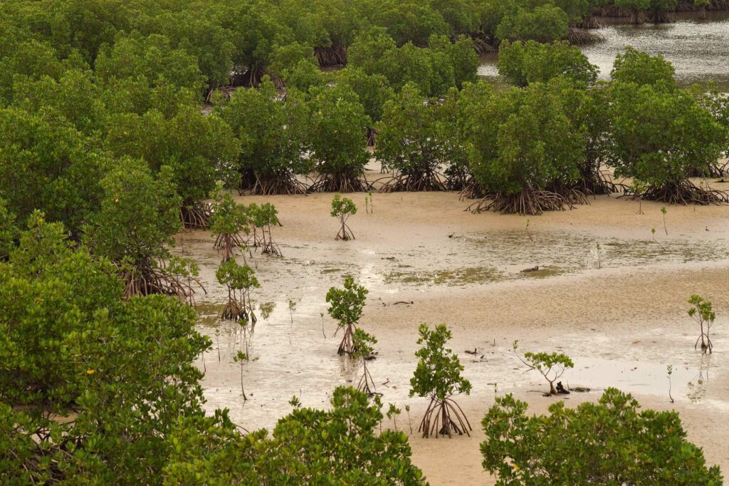 Mangroves on Iriomote Island