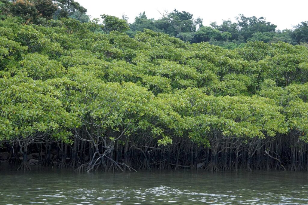 Nakama River mangroves on Iriomote Island