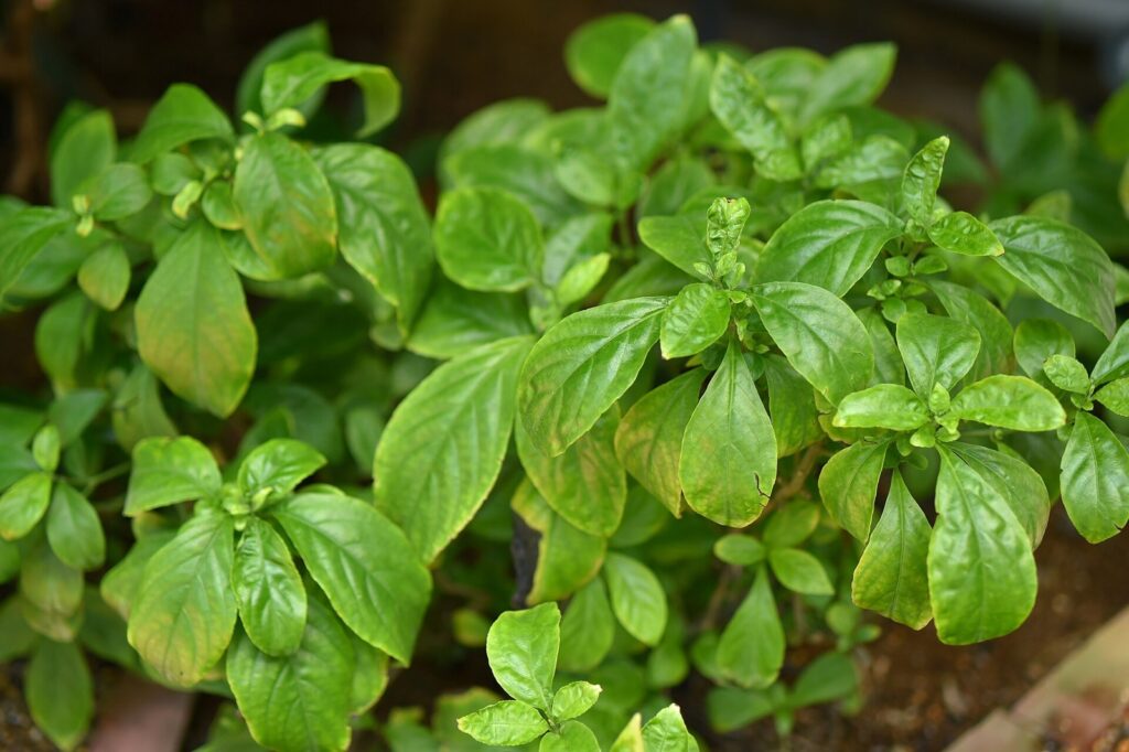Close-up of a leafy green plant with glossy, oval, toothed leaves