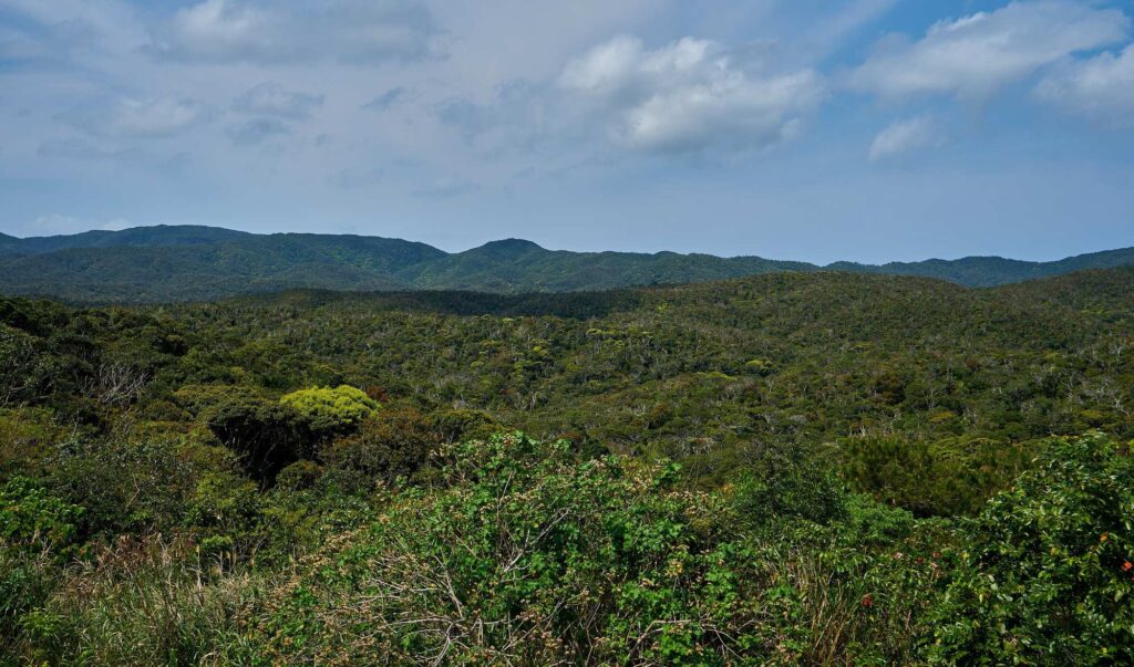 Subtropical forest of Yanbaru National Park