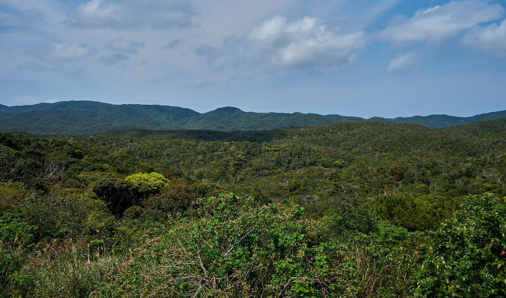 Subtropical forest of Yanbaru National Park in northern Okinawa